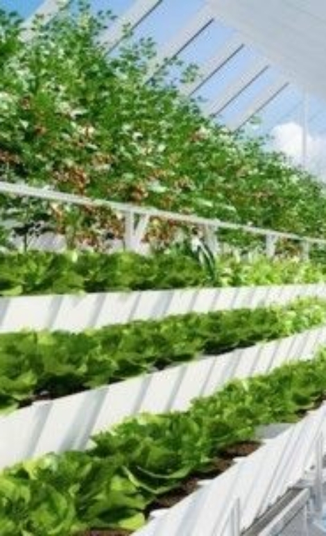 cara budidaya sayuran hidroponik