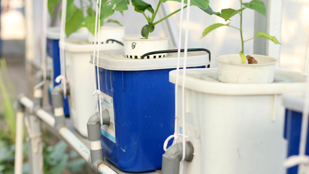 SISTEM DUTCH BUCKET PADA HIDROPONIK Farmee