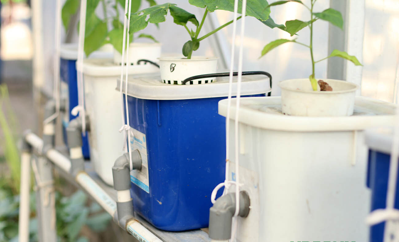 SISTEM DUTCH BUCKET PADA HIDROPONIK Farmee