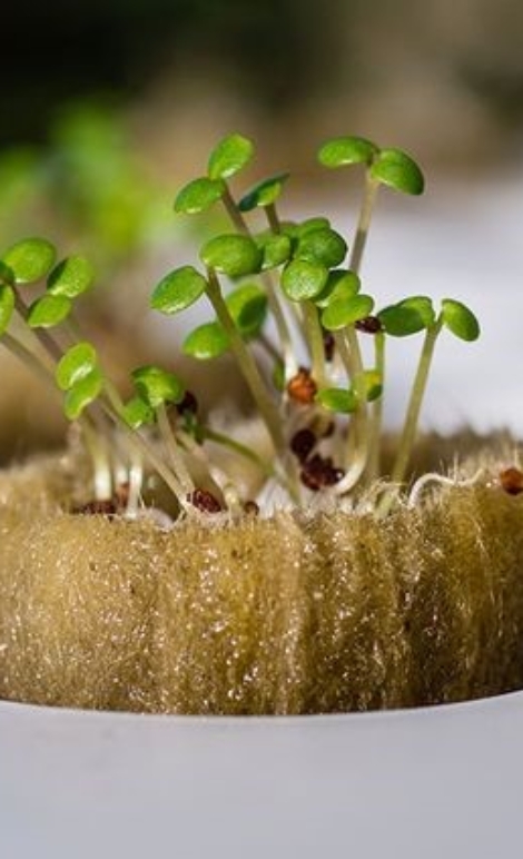 media tanam hidroponik