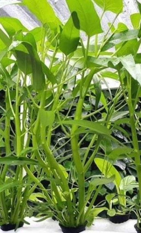 Panen kangkung dalam 3 minggu