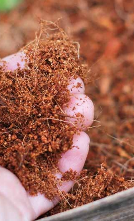 media tanam cocopeat