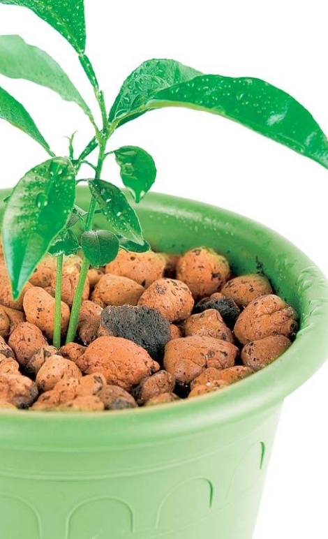 Hydroton sebagai media tanam hidroponik