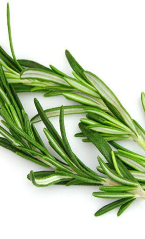 tanam daun rosemary hidroponik