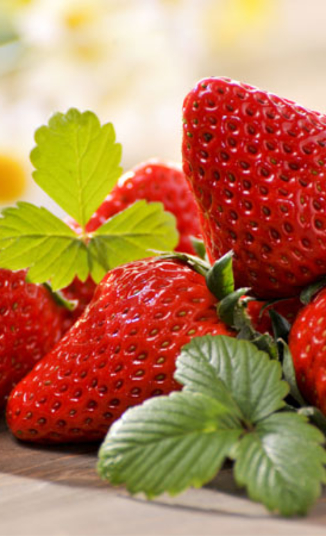 strawberry hidroponik