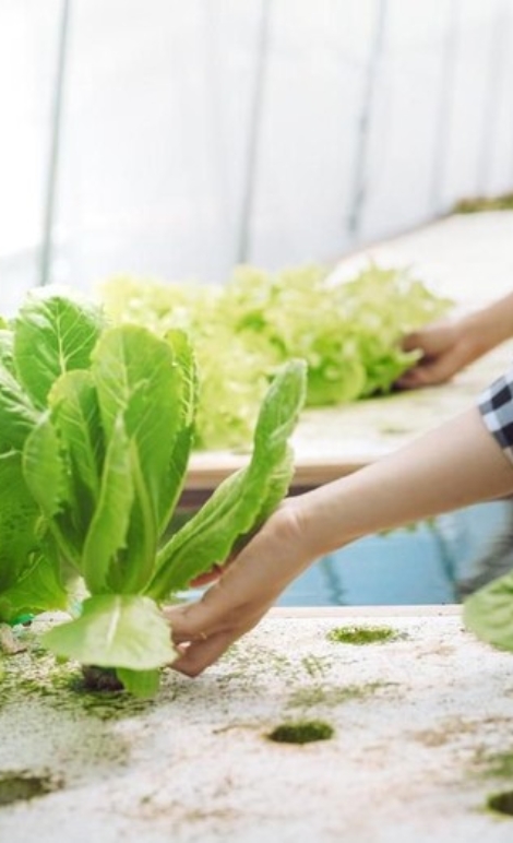 merawat tanaman hidroponik