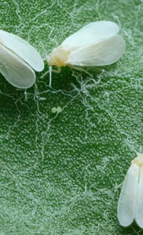 mengatasi kutu kebul hidroponik