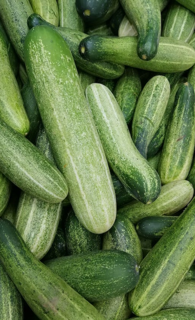 Cara Menanam Timun dengan Sistem Dutch Bucket