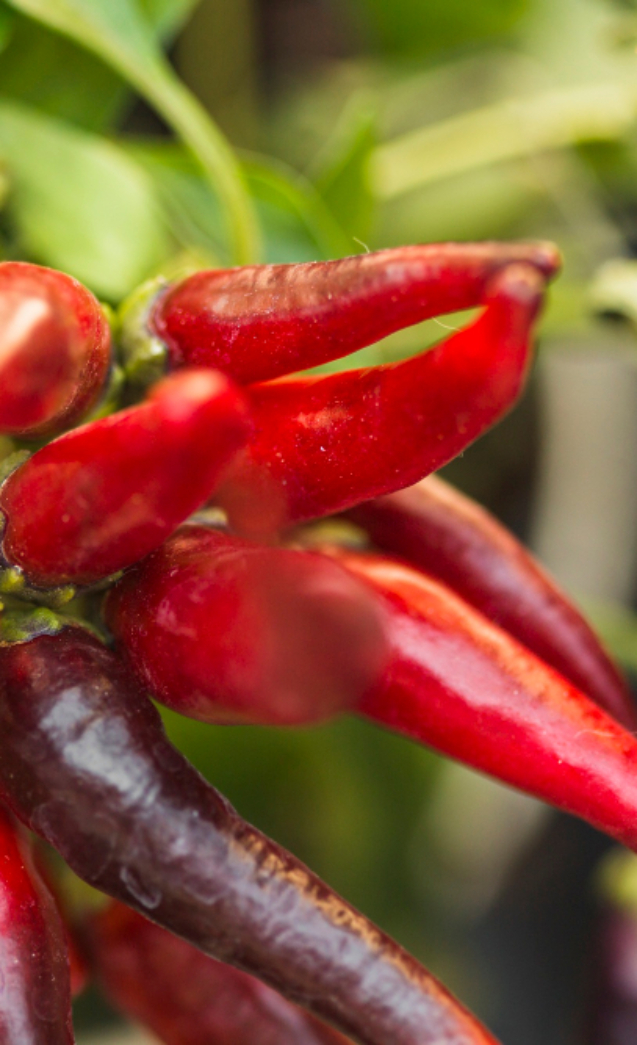 red-chili-peppers